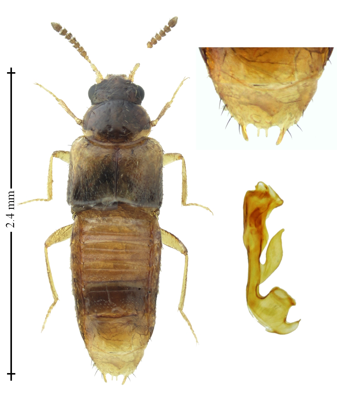 aleocharinae